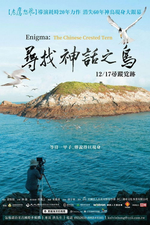 寻找神话之鸟