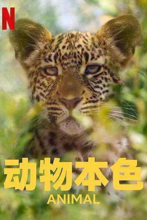 动物本色