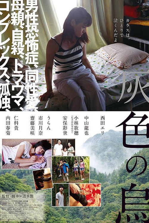 灰色乌鸦