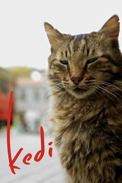 伊斯坦布尔的猫