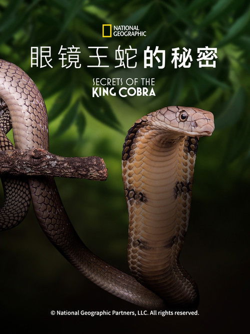 眼镜王蛇的秘密